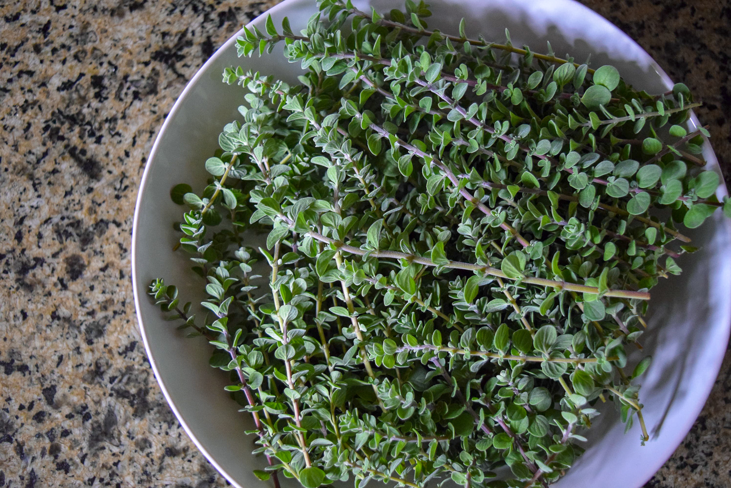 Homegrown freshly-picked marjoram herb for Vegan Marjoram Pea Pesto from top